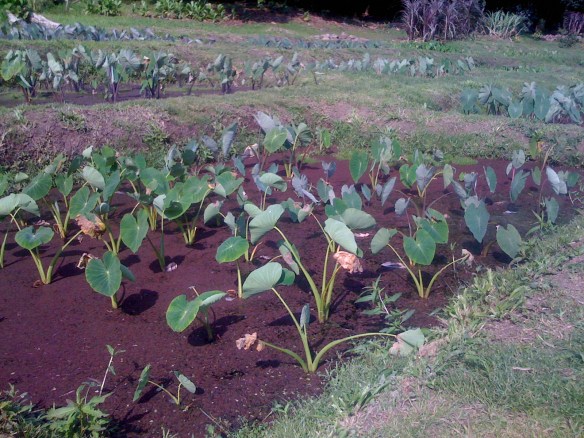 Taro flourishing in the lo`i