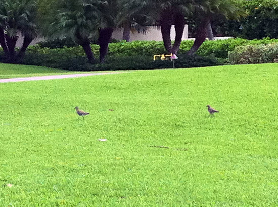 First Kolea sighting August 17 2010