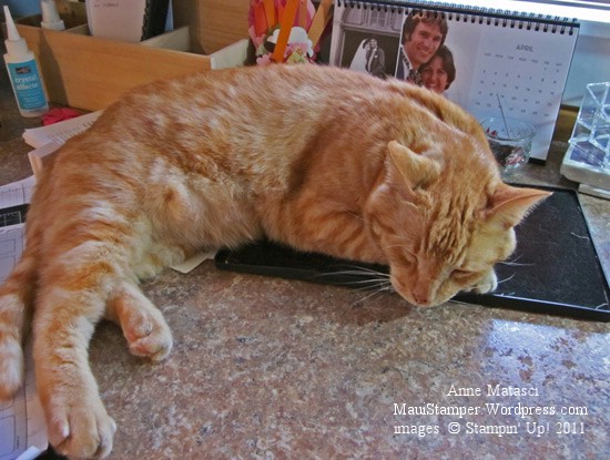 Captain Stampin' Scrub