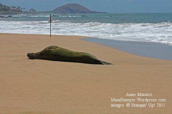 Keawakapu Monk Seal sunbathing