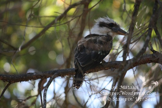 Kookaburra
