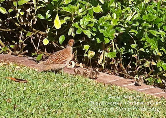 Mama Francoiin and her babies