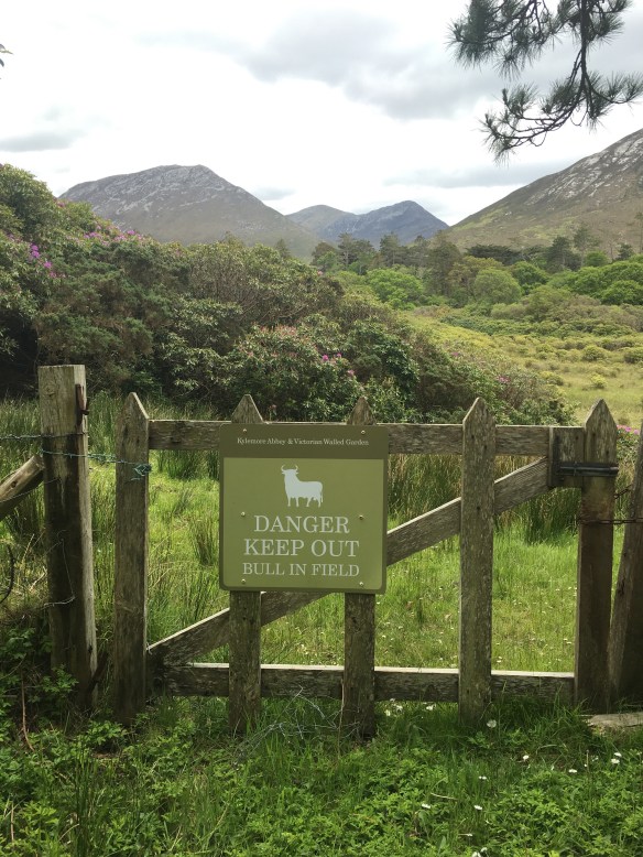 Maui Stamper Greens of Ireland