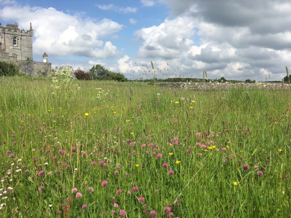 Maui Stamper Greens of Ireland
