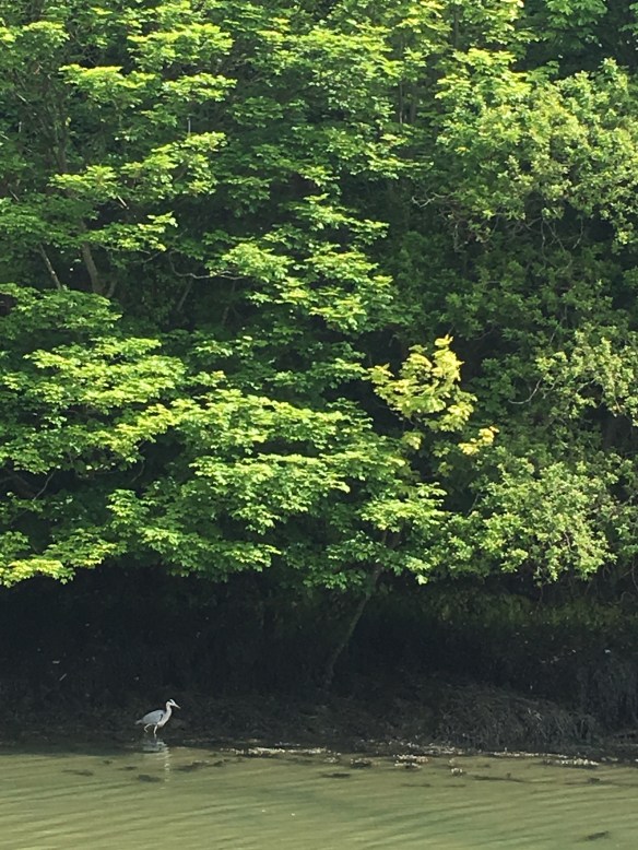 Maui Stamper Greens of Ireland