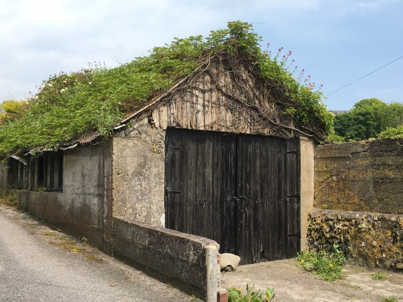 Maui Stamper Greens of Ireland