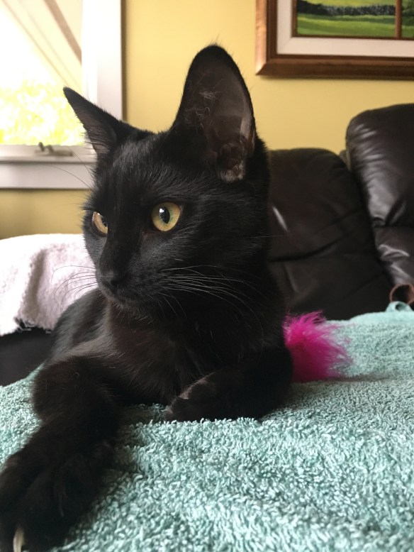 Maui Stampere Meet Bella