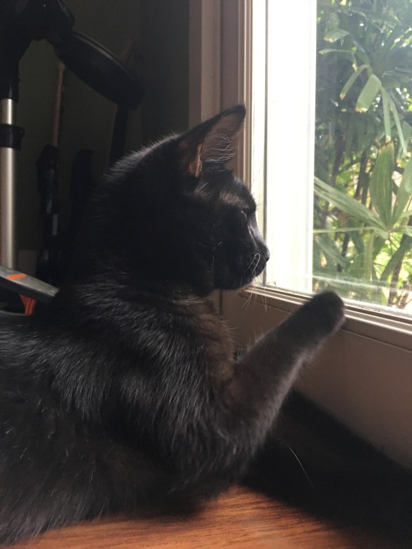 Maui Stamper Meet Bella