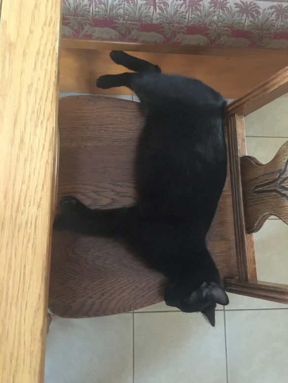 Maui Stamper Meet Bella