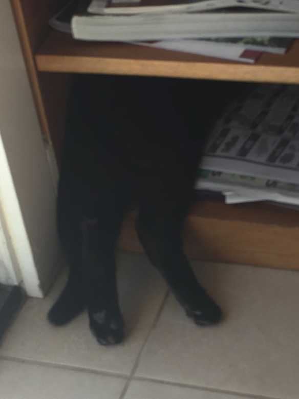 Maui Stamper Meet Bella